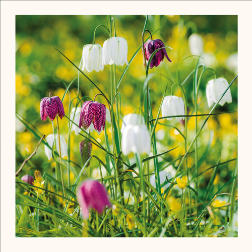 Blank Spring Photographic