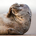 The Wildlife Trusts (unbagged)