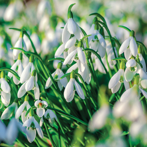 Spring (unbagged)