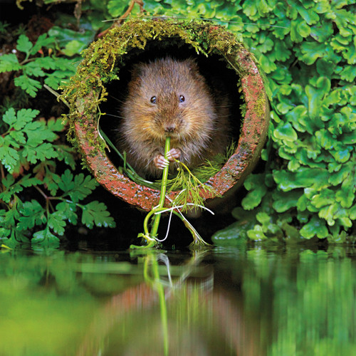 NEW Wildlife Trust Collection - unbagged