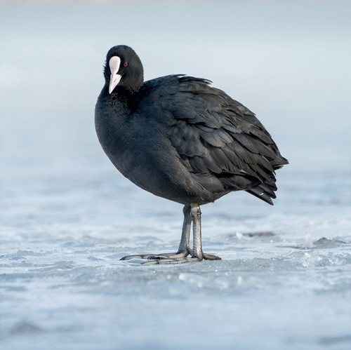 TWT91144 - Coot on Ice 8pk (TWT, 6 Christmas packs)