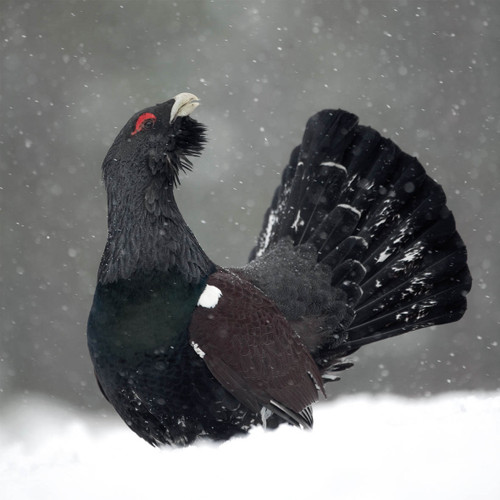 TWT91122 - Capercaillie (TWT, 6 Christmas packs) - LIMITED STOCK