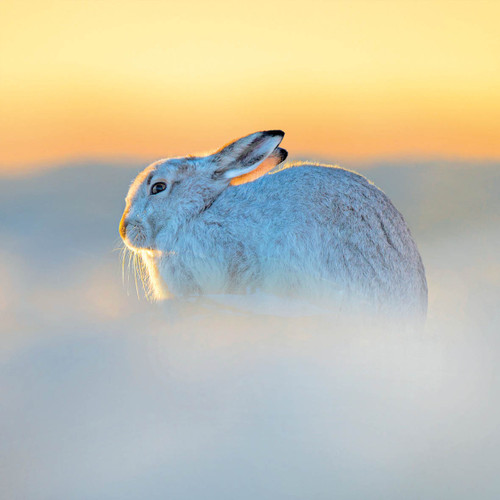 TWT91124 - Mountain Hare (TWT, 6 Christmas packs)