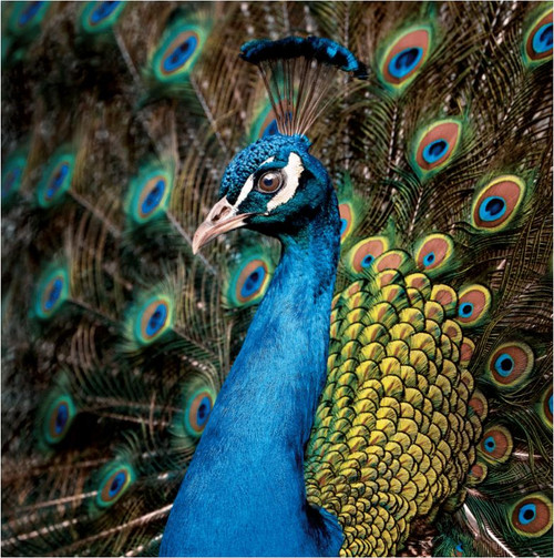 SM14215 - Peacock (6 bagged blank cards)