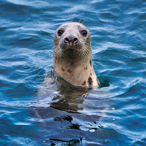 Grey Seal (6 blank cards)