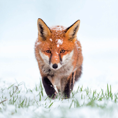 TWT91110 - Red Fox 8pk (TWT, 6 Christmas packs)