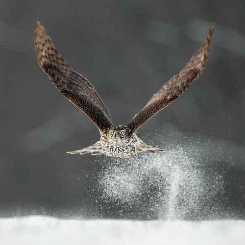 TWT91115 - Goshawk 8pk (TWT, 6 Christmas packs) - LIMITED PACKS