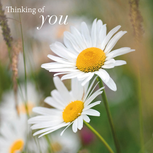 SM14226Y - Daisies (6 bagged thinking of you cards)