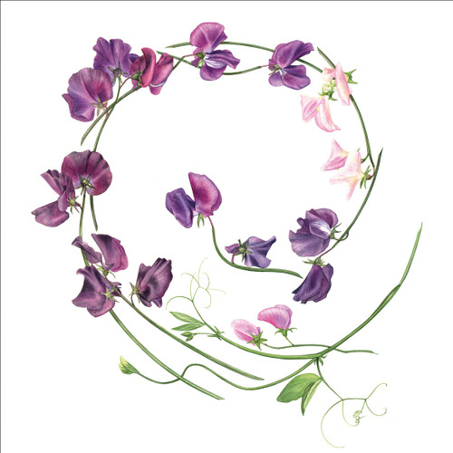 BS77144 - Sweet Pea Swirl (6 bagged blank cards)