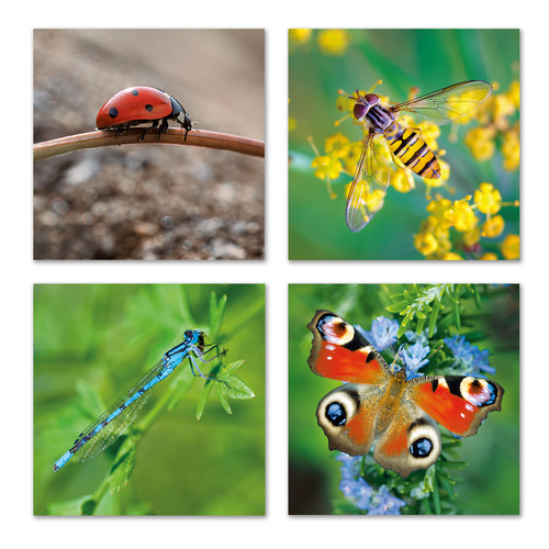 WAL91097 - TWT Amazing Insects (6 wallets)