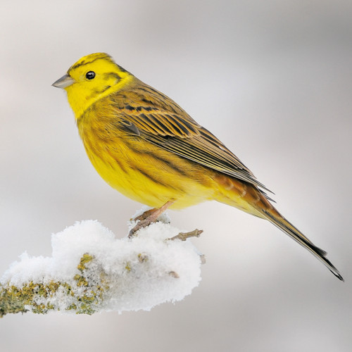 TWT91095 - Yellowhammer 8pk (TWT, 6 Christmas packs)