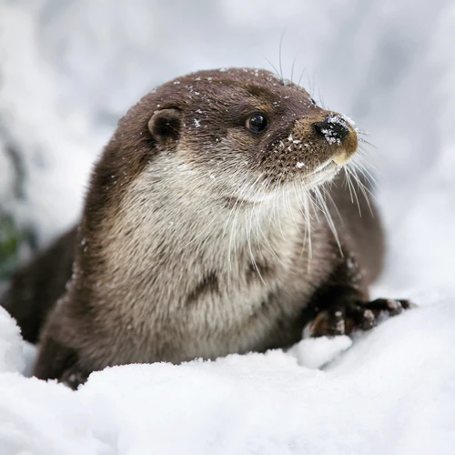 Otter 8pk (TWT, 6 Christmas packs)