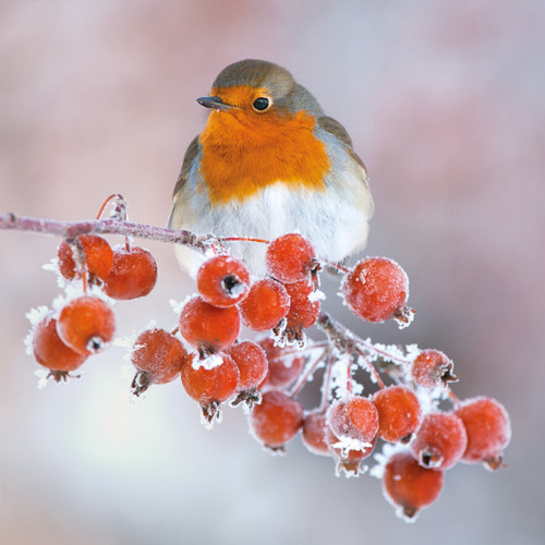 TWT91091 - Robin on Berries 8pk (TWT, 6 Christmas packs)