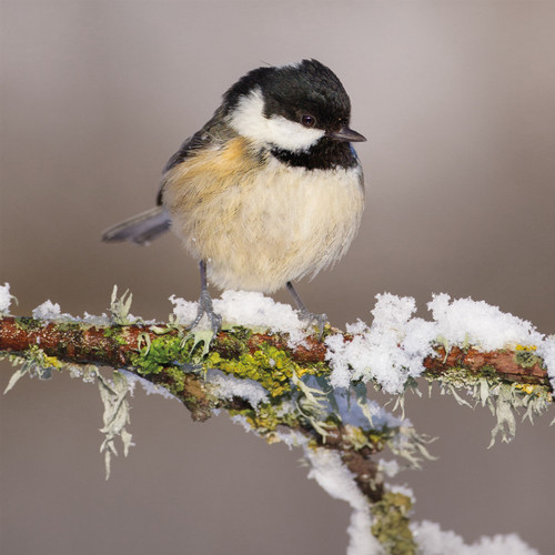 TWT91089 - Coal Tit 8pk (TWT, 6 Christmas packs) - LIMITED STOCK