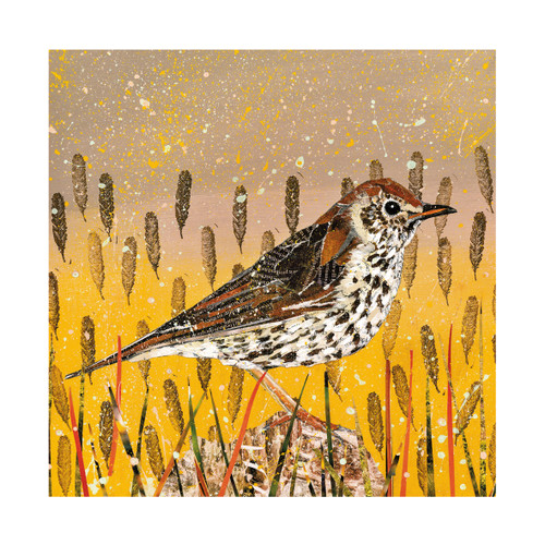AS96282 - Song Thrush (6 unbagged blank cards)
