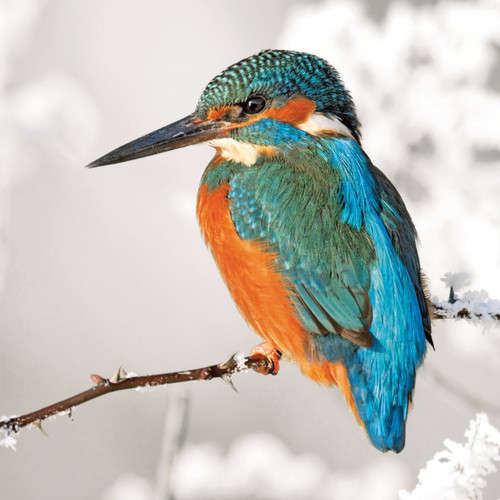 WT91080 - Kingfisher 10pk (TWT, 6 Christmas packs)