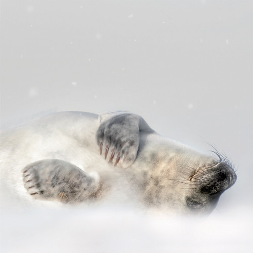 WT91082 - Grey Seal in Snowfall 10pk (TWT, 6 Christmas packs)