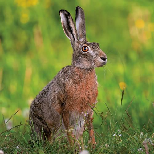 WT91442 - Brown Hare (TWT, 6 unbagged blank cards)