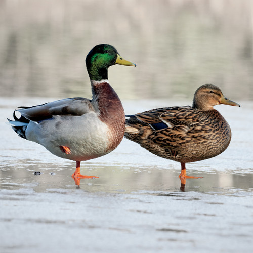 TWT91059 - Mallards on Ice 8pk (TWT, 6 Christmas packs)