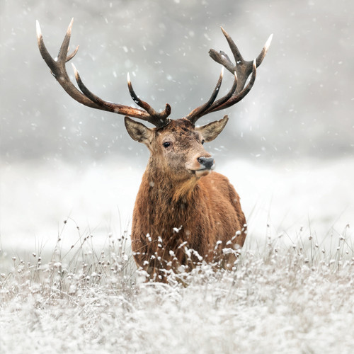 TWT91060 - Stag 8pk (TWT, 6 Christmas packs)