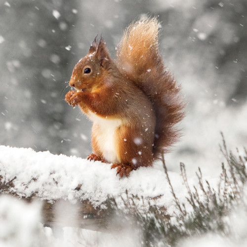WT91056 - Red Squirrel 10pk (TWT, 6 Christmas packs)