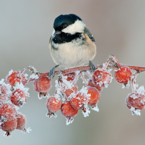 WT91061 - Coal Tit on Berries 10pk (TWT, 6 Christmas packs) - LIMITED STOCK