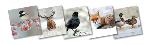 TWT91044 - Wildlife Trust mixed 153mm pack 10pk (TWT, 6 Christmas packs)