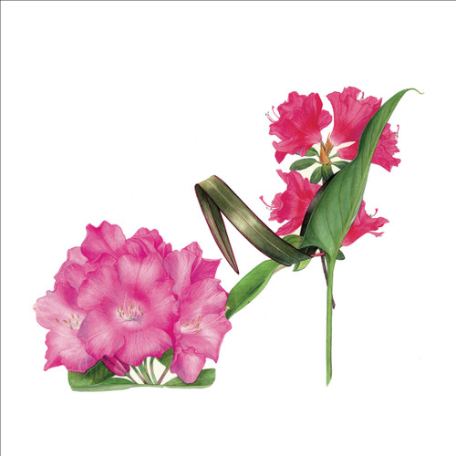 BS77013 -  Rhododendron Slipper (6 unbagged blank cards)