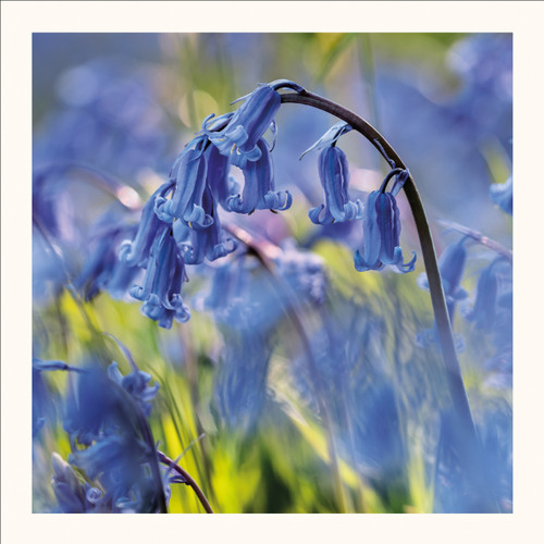 SM25003 - Bluebell Stem (6 bagged blank cards)