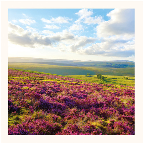 SM25004 - Heather Summer Morning (6 bagged blank cards)