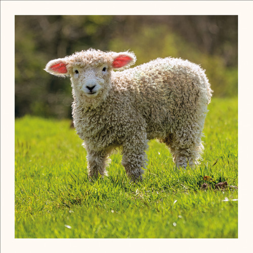SM25006 - Devon and Cornwall Longwool (6 bagged blank cards)