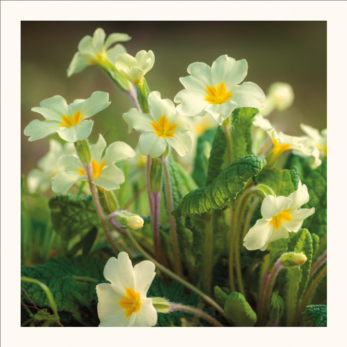 SM25013 - Primroses (6 bagged blank cards)