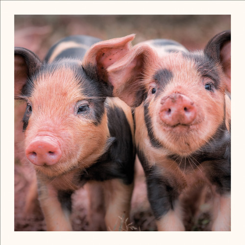 SM25017 - Piglets, Oxford Sandy and Black (6 bagged blank cards)