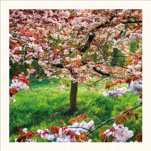SM25001 - Cherry Blossom (6 unbagged blank cards)