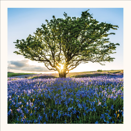 SM25009 - Sunburst and Bluebells (6 unbagged blank cards)
