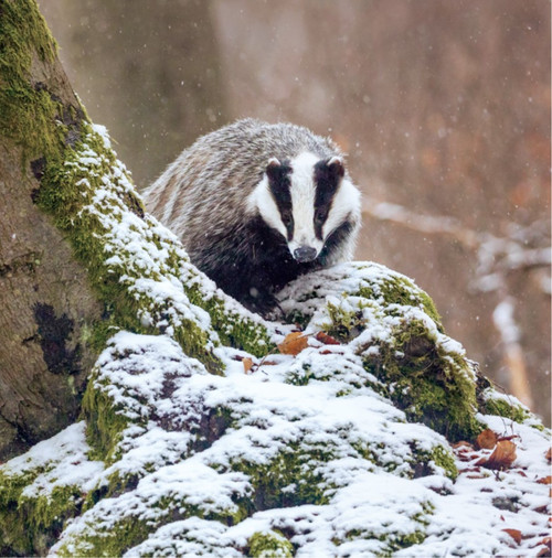 WT91470 - Badger in the Snow (TWT, 6 bagged blank cards)