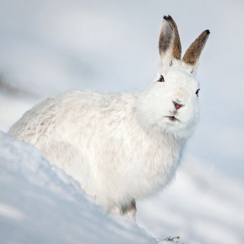 TWT91031 -Arctic Hare  8pk (TWT, 6 Christmas packs)