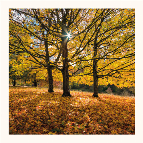 SM25028 - Sunburst, Canadian Maple (6 bagged blank cards)