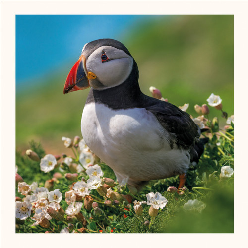 SM25033 - Puffin (6 bagged blank cards)