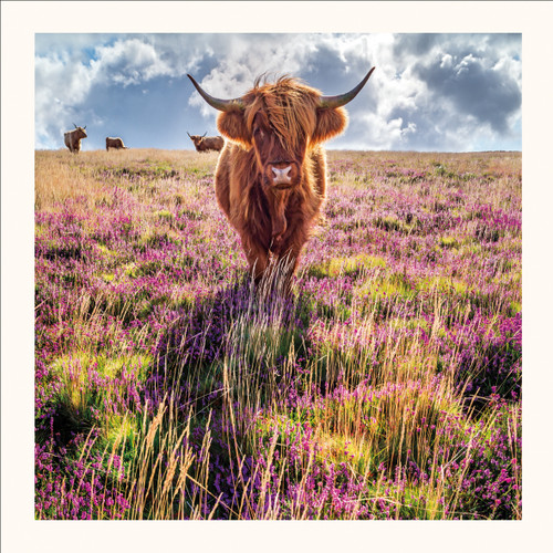 SM25023 - Highland Cow & Heather (6 unbagged blank cards)