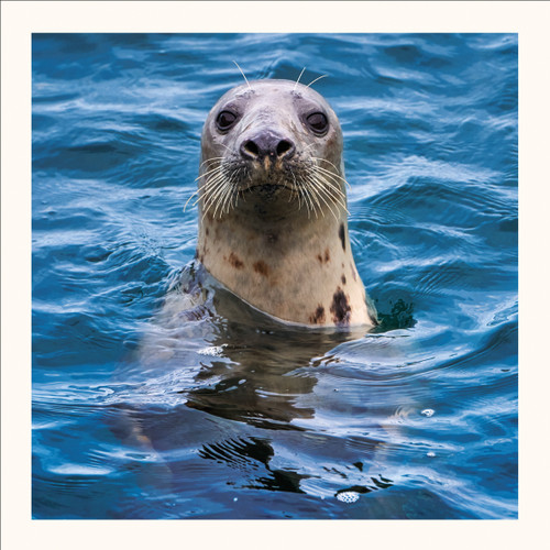 SM25032 - Grey Seal (6 unbagged blank cards)