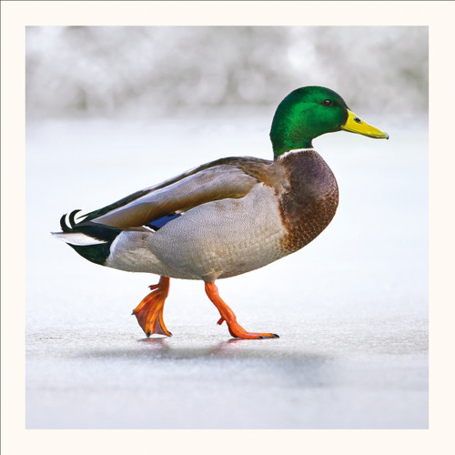 SM25020 - Winter Waddle (6 bagged blank cards)