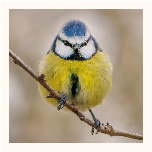 SM25034 - Blue Tit (6 unbagged blank cards)