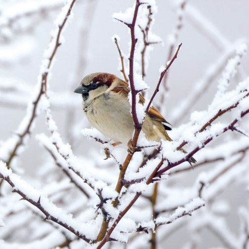 WT91012 - Sparrow 10pk (TWT, 6 Christmas packs)