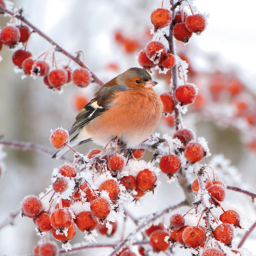 WT91018 - Chaffinch 10pk (TWT, 6 Christmas packs)