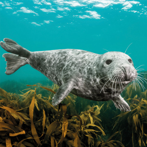 WT91472 - Grey Seal (TWT, 6 bagged blank cards)