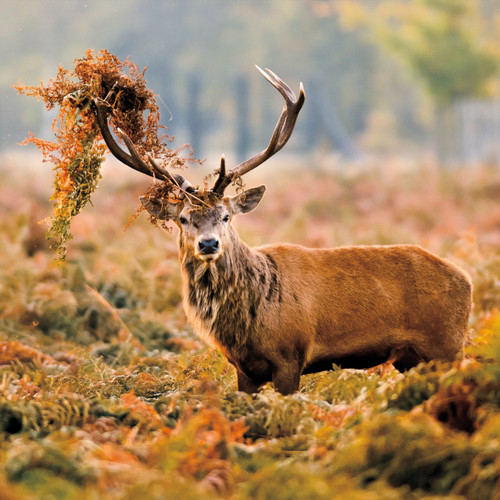 WT91484 - Red Deer  (TWT, 6 bagged blank cards)