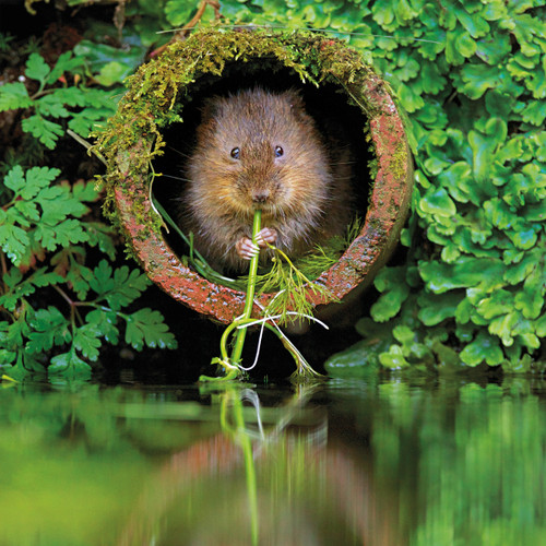 WT91494 - Water Vole (TWT, 6 bagged blank cards)