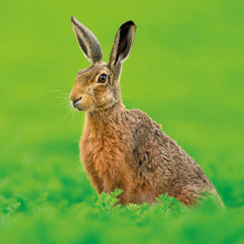 WT91482 - Brown Hare (TWT, 6 bagged blank cards)