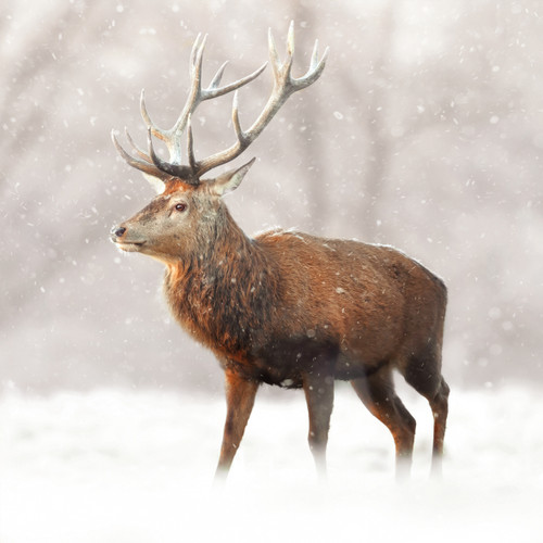 WT91476 - Red Deer, Stag (winter) (TWT, 6 bagged blank cards)